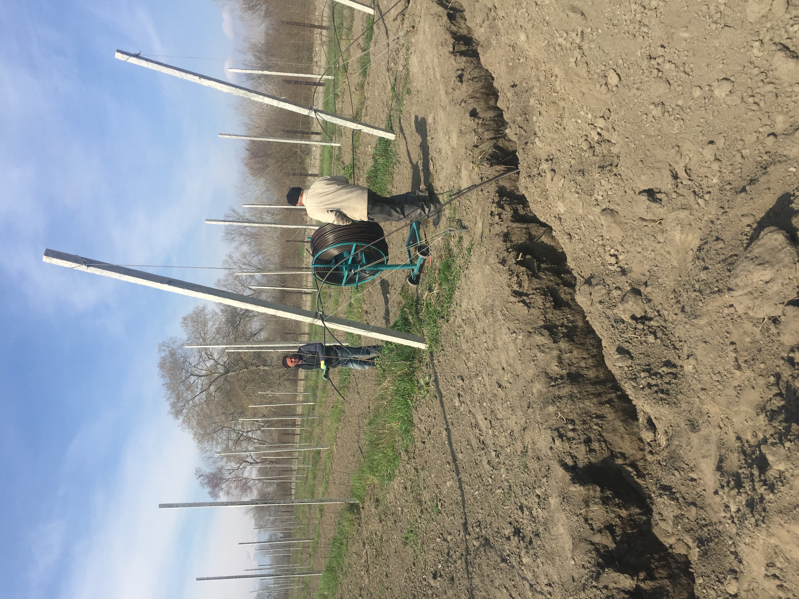 Система капельного полива для 25Га яблочного сада