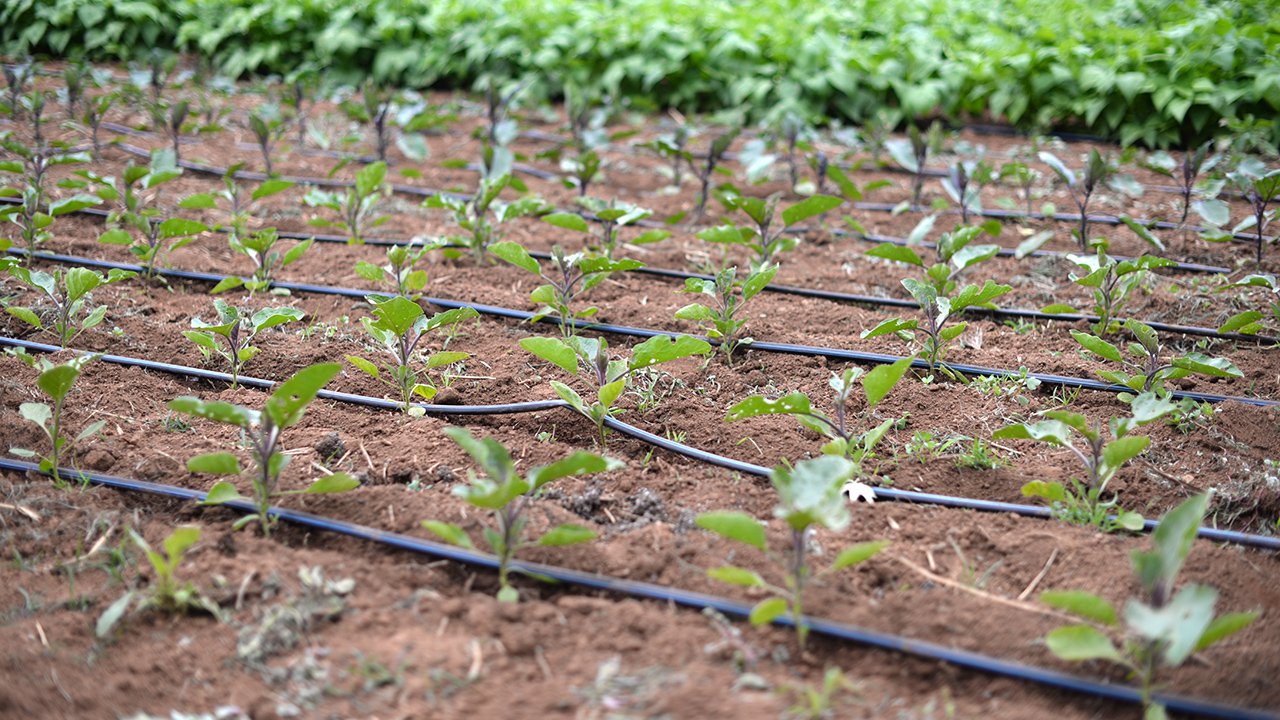 Drip irrigation systems
